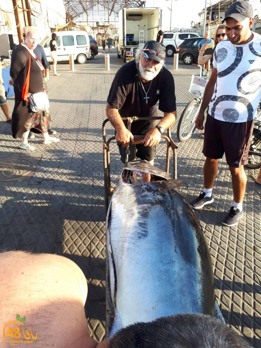 tuna fish yaffa (4).jpg